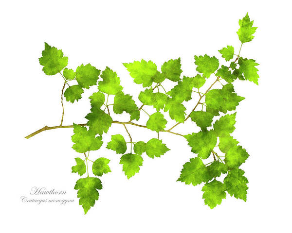 Leaves Art Print featuring the mixed media Hawthorn Pressed Leaf Art by Christina Rollo