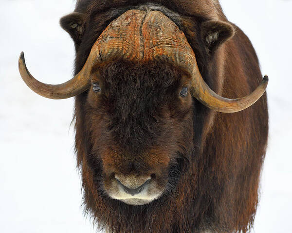 Muskox Art Print featuring the photograph Head Butt by Tony Beck