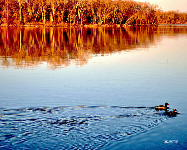 Ducks Art Print featuring the photograph Heading Home by Susie Loechler