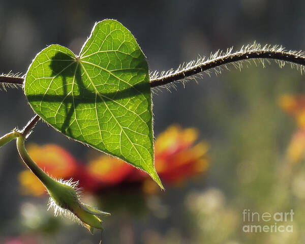 Nature Art Print featuring the photograph Heart Leaf 1 by Christy Garavetto