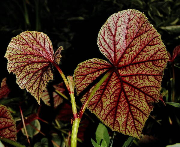 Begonia Art Print featuring the photograph Hearty Begonia Backside by Allen Nice-Webb