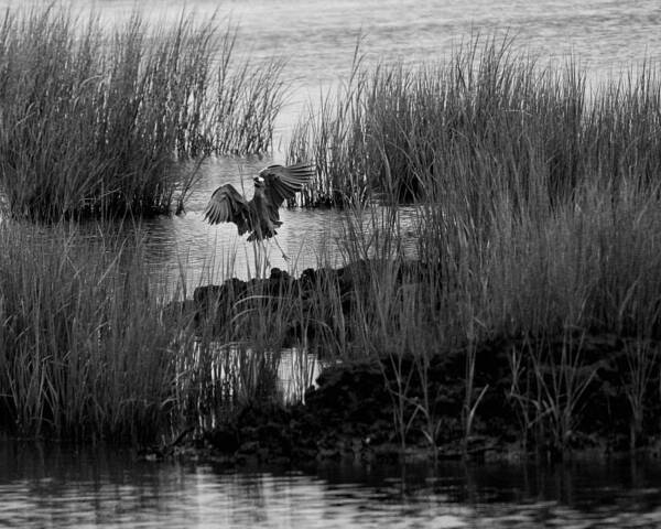 Bird Art Print featuring the photograph Heron and Grass in B/W by William Selander