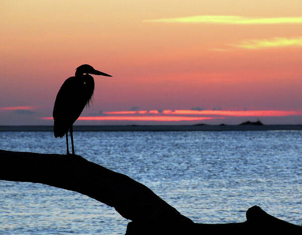 Heron Art Print featuring the photograph Heron at Datbreak by Ted Keller