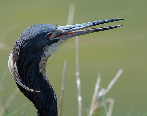  Art Print featuring the photograph Heron by Keith Lovejoy