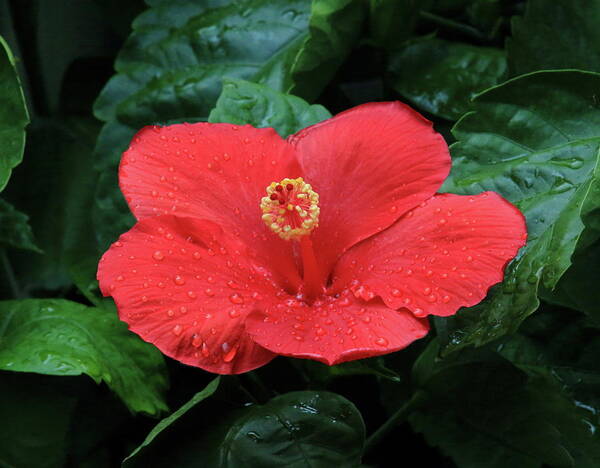 Hibiscus Art Print featuring the photograph Hibiscus After Rain by PJQandFriends Photography