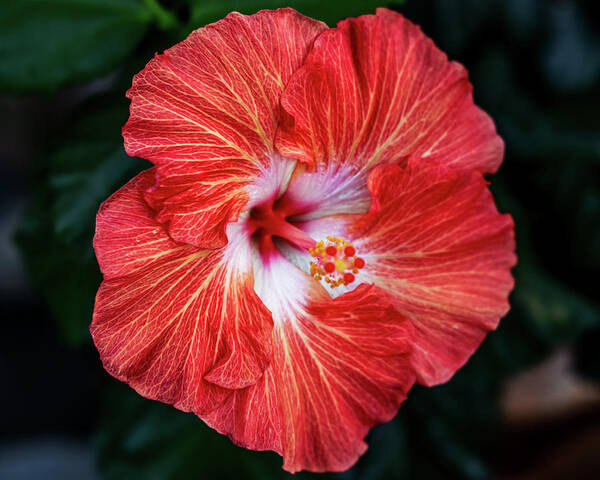 Hibiscus Art Print featuring the photograph Hibiscus by Pamela S Eaton-Ford