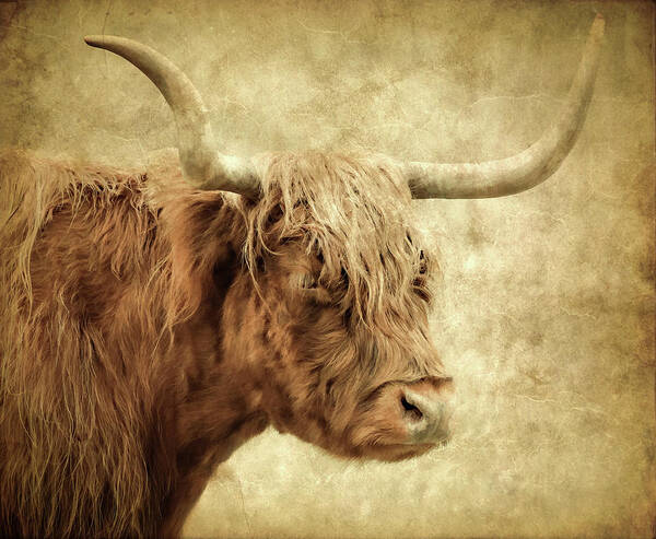 Highland Cow Art Print featuring the photograph Highland Cow Paint by Athena Mckinzie