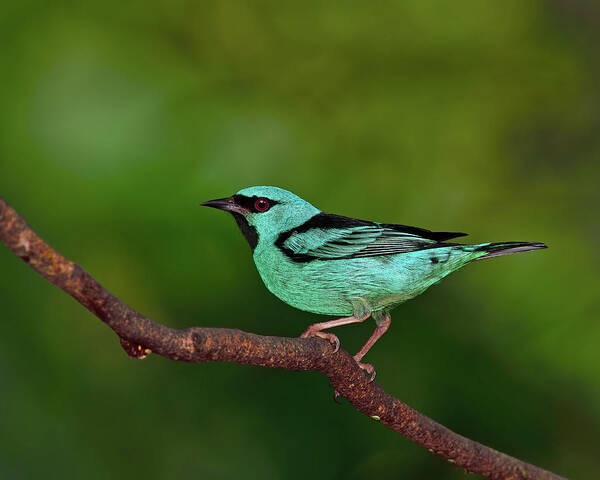 Blue Dacnis Art Print featuring the photograph Highlight by Tony Beck