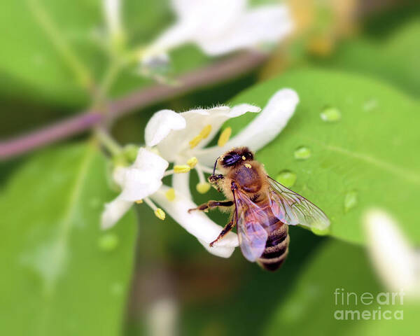 Honey Bee Art Print featuring the photograph Honey Bee in the Honeysuckle by Kerri Farley