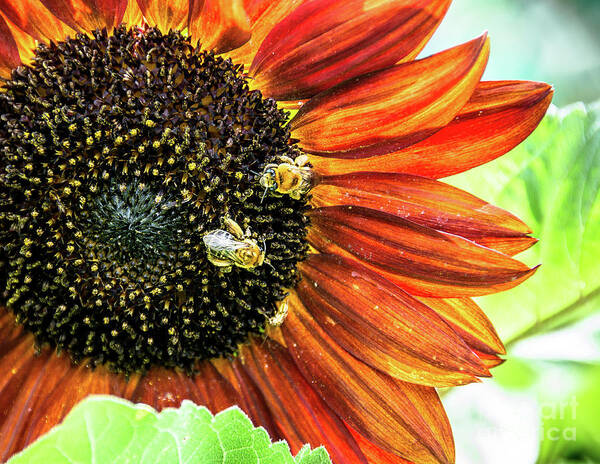 Cheryl Baxter Photography Art Print featuring the photograph Honey Bees on a Sunflower by Cheryl Baxter