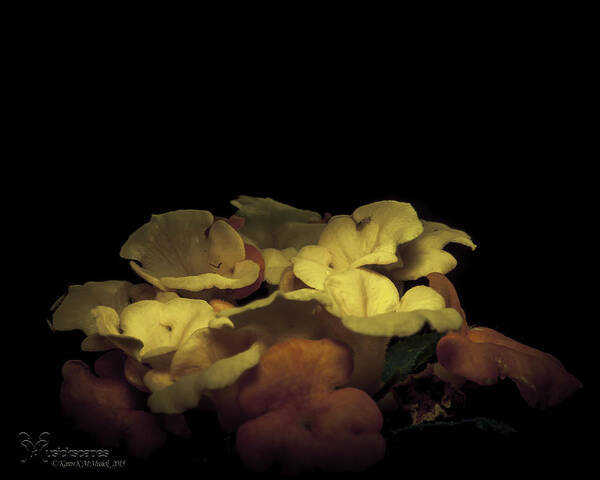 Flowers Art Print featuring the photograph Honoring the Aurora by Karen Musick