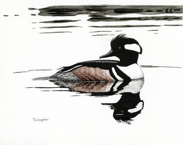 Pen And Ink Art Print featuring the drawing Hooded Merganzer by Timothy Livingston