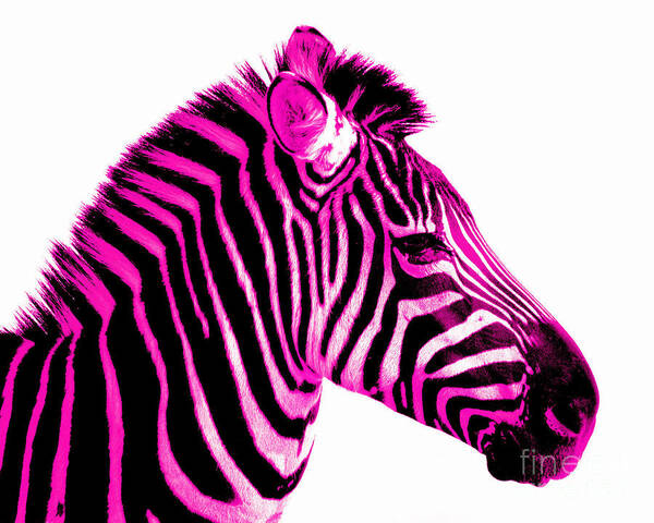 Zebra Art Print featuring the photograph Hot Pink Zebra by Rebecca Margraf