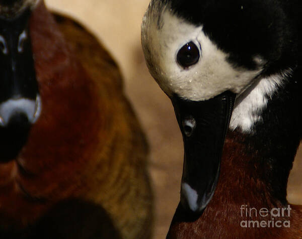 Ducks Art Print featuring the photograph Humble In Spirit by Linda Shafer