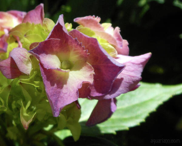 Pink Hydrangeas Art Print featuring the photograph Hydrangea Flowers Fit For A Fairy by Kristin Aquariann