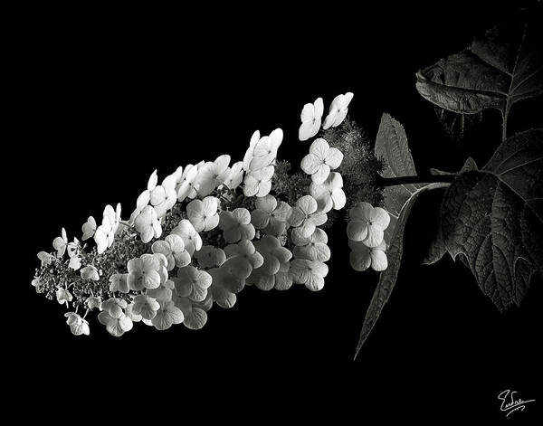 Flower Art Print featuring the photograph Hydrangea in Black and White by Endre Balogh