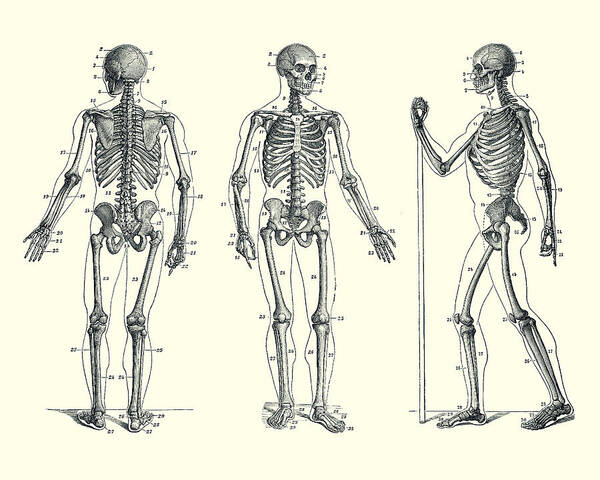 Skeleton Art Print featuring the drawing In Motion Skeletal Diagram - Vintage Anatomy 2 by Vintage Anatomy Prints