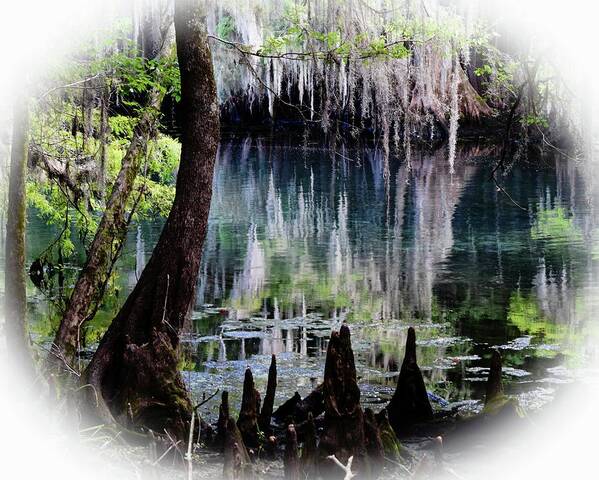 Manatee Springs Chiefland Florida Art Print featuring the photograph Into the Past by Sheri McLeroy