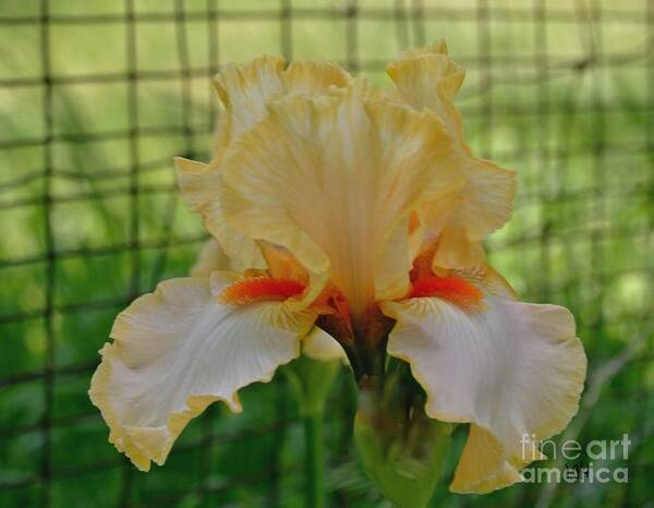Photo Art Print featuring the photograph Iris By The Fence by Marsha Heiken