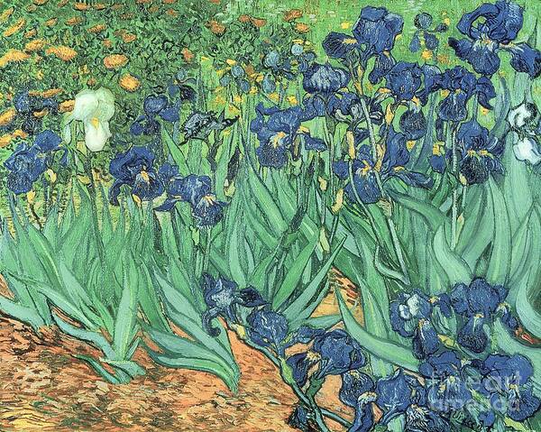Irises Art Print featuring the painting Irises by Vincent Van Gogh by Vincent Van Gogh