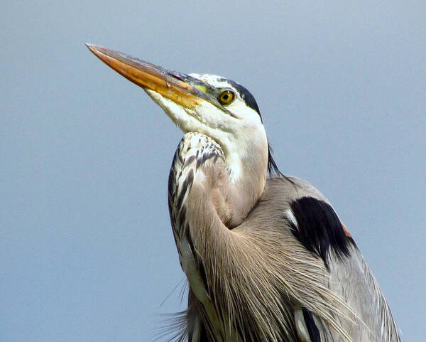 Gbh Art Print featuring the photograph Grinning Great Blue Heron by Lori Lafargue