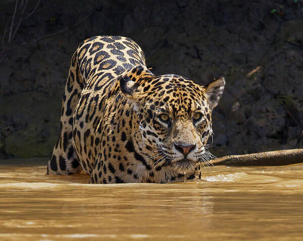 2016 Art Print featuring the photograph Jaguar by Jean-Luc Baron