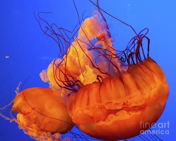Jelly Fish Art Print featuring the photograph Jelly Fish 3 by Susan Cliett