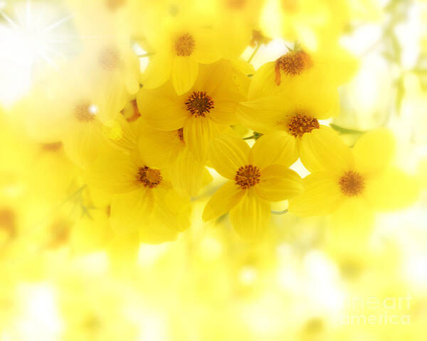 Flowers Art Print featuring the photograph Just Yellow by Lila Fisher-Wenzel