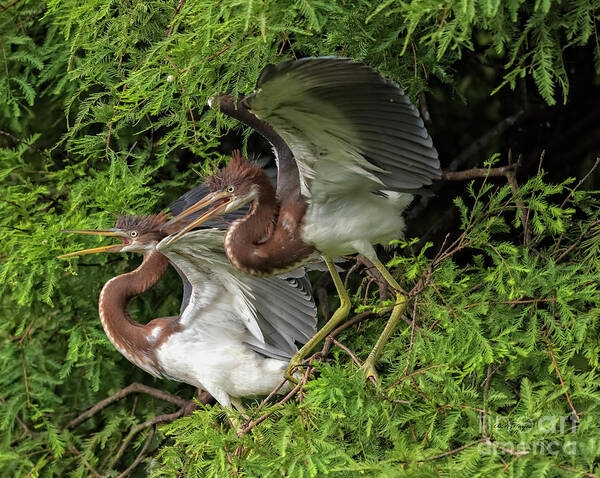 Herons Art Print featuring the photograph Juvenile Tricolored Heron Siblings by DB Hayes