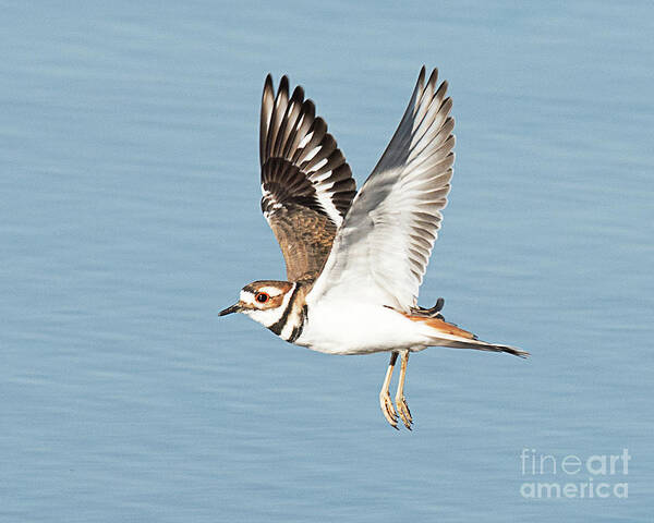 Bird Art Print featuring the photograph Killdeer on the Wing by Dennis Hammer