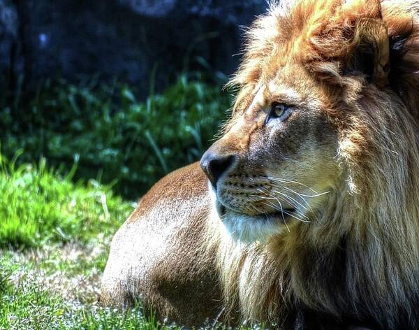 Lion Art Print featuring the photograph King Portrait gold by Ronda Ryan