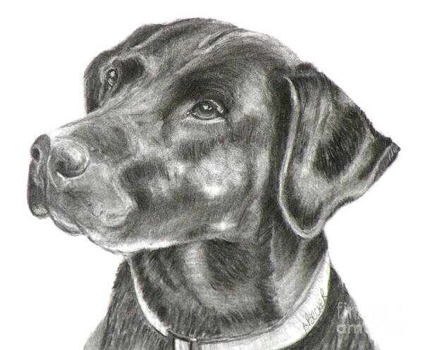 Black Lab Art Print featuring the painting Lab Charcoal Drawing by Susan A Becker