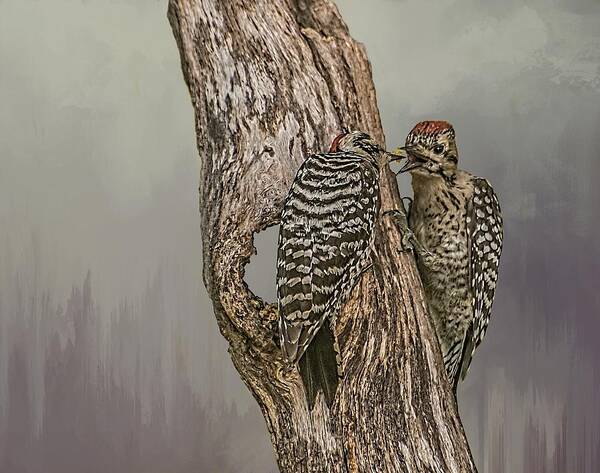 Birds Art Print featuring the photograph Ladder-backed Woodpeckers by Peggy Blackwell