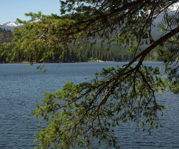 Lake Art Print featuring the photograph Lake Siskiyou by Elaine Webster