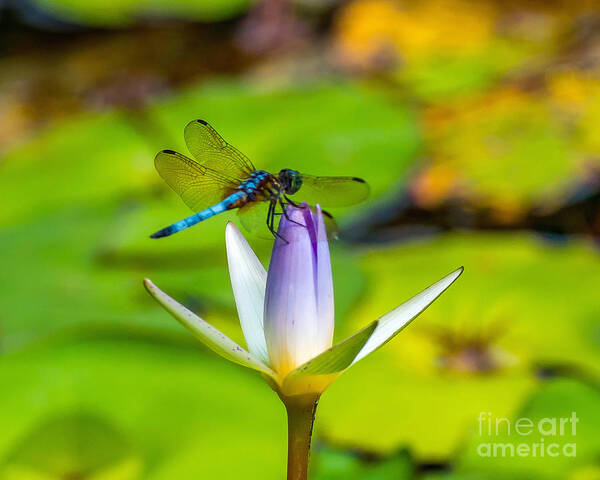 Water Lily Art Print featuring the photograph Landed on the Lily by Stephen Whalen