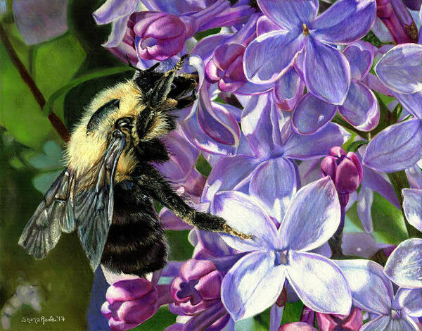 Bee Art Print featuring the drawing Life Among the Lilacs by Shana Rowe Jackson