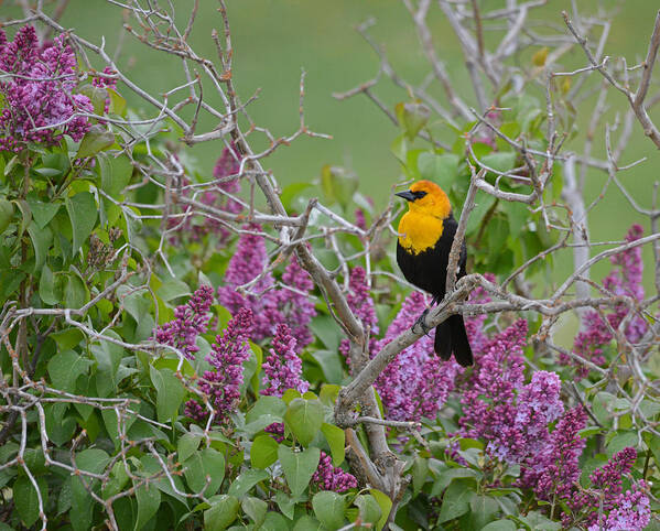 Song Birds Art Print featuring the photograph Lilacs and Yellowhead Blackbirds by Whispering Peaks Photography