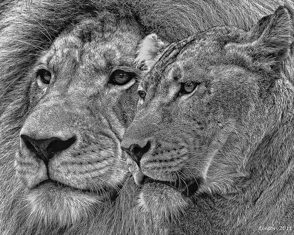 Lion Art Print featuring the mixed media Lion King And Queen by Larry Linton
