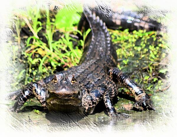 Alligator Art Print featuring the photograph Little Gator 1 by Sheri McLeroy
