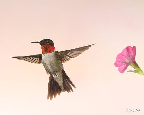 Nature Art Print featuring the photograph Little Ruby by Gerry Sibell