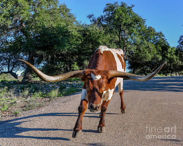 Longhorn Art Print featuring the photograph Longhorn Charge by David Meznarich