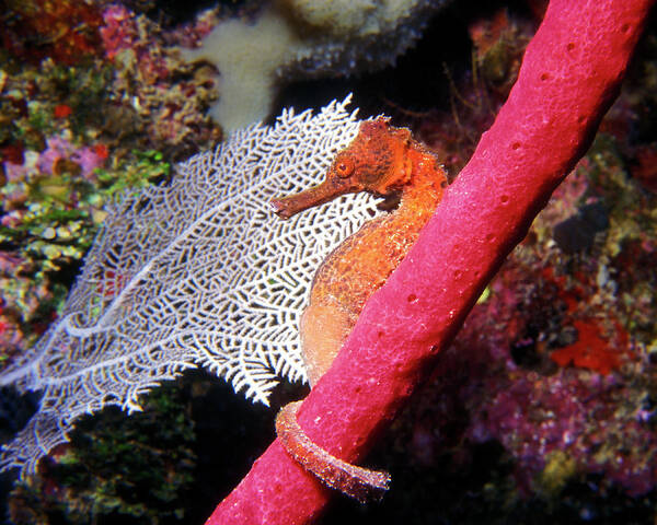 Longsnout Seahorse Art Print featuring the photograph Longsnout Seahorse, Roatan, Honduras by Pauline Walsh Jacobson