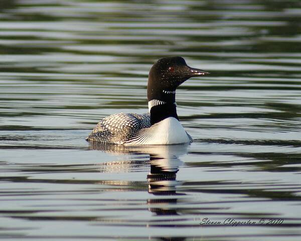 Wildlife Art Print featuring the photograph Loon 1 by Steven Clipperton