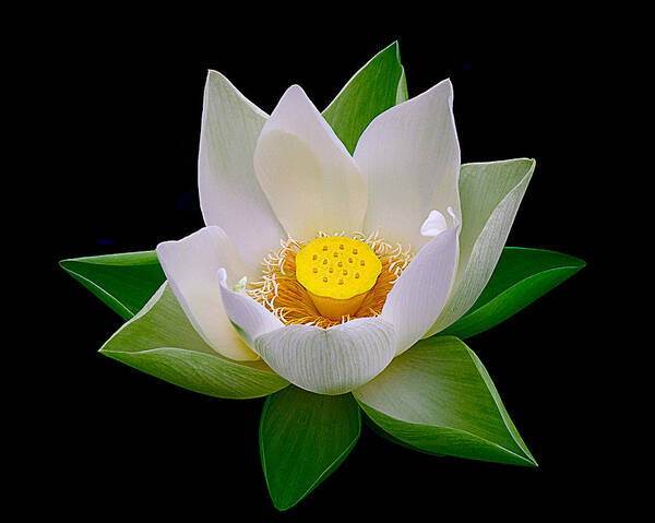 Lotus Art Print featuring the photograph Lotus Blooming by Julie Palencia