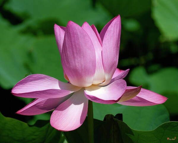 Lotus Art Print featuring the photograph Lotus Bud--Almost There ii DL0097 by Gerry Gantt