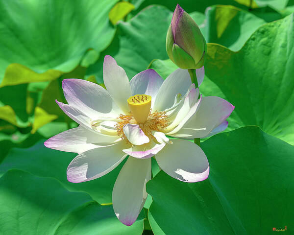 Lotus Art Print featuring the photograph Lotus--Fading i DL0079 by Gerry Gantt