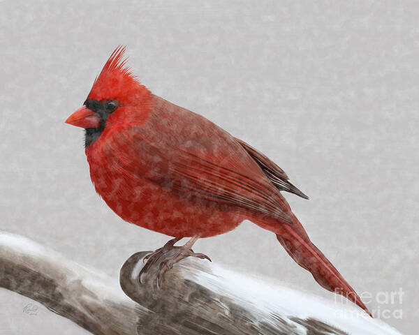 Cardinal Art Print featuring the painting Male Cardinal in snow by Rand Herron