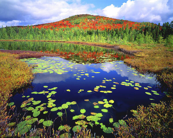 New York Art Print featuring the photograph Marsh Pond by Frank Houck