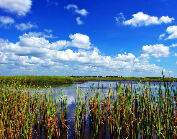 Blue Sky. Art Print featuring the photograph Marsh lands by Robert Brown