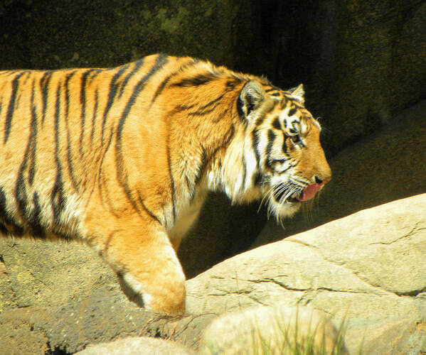 Tiger Art Print featuring the photograph Meal Time by Sandi OReilly